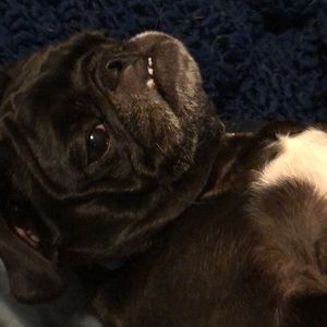 Meet your Posher, Rrocco